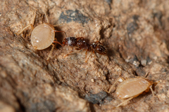 Paracletus cimiciformis