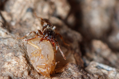 Paracletus cimiciformis