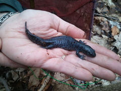 Ambystoma 'unisexual complex'