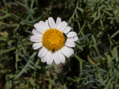 Argyranthemum frutescens frutescens