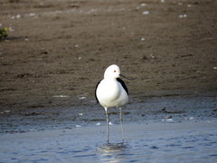 Recurvirostra andina