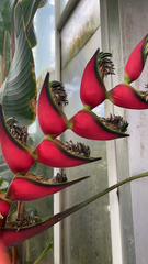 Heliconia orthotricha