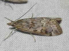 Loxostege allectalis