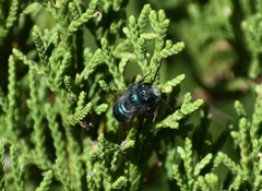 Osmia ribifloris
