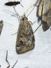 Loxostege allectalis