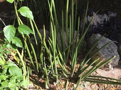Sansevieria cylindrica
