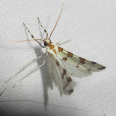 Conchylodes octonalis