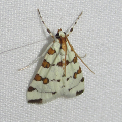 Conchylodes octonalis