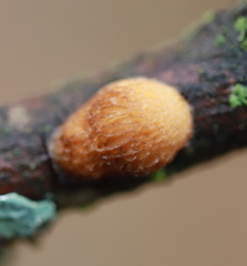 Dichomitus campestris