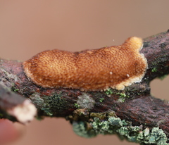 Dichomitus campestris
