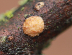 Dichomitus campestris