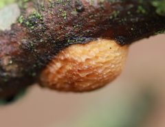 Dichomitus campestris