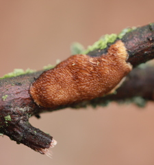 Dichomitus campestris