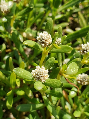 Gomphrena image