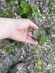 Ceanothus integerrimus macrothyrsus