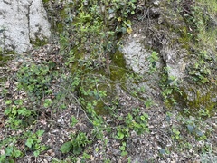 Ceanothus integerrimus macrothyrsus