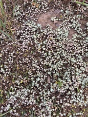 Psilocarphus tenellus