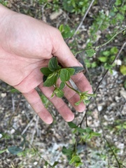 Ceanothus integerrimus macrothyrsus