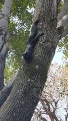 Sciurus aureogaster
