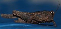 Coptotettix coniopticus