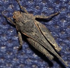 Coptotettix coniopticus