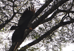 Cathartes melambrotus