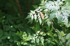 Emesis russula