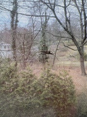 Leptoglossus clypealis