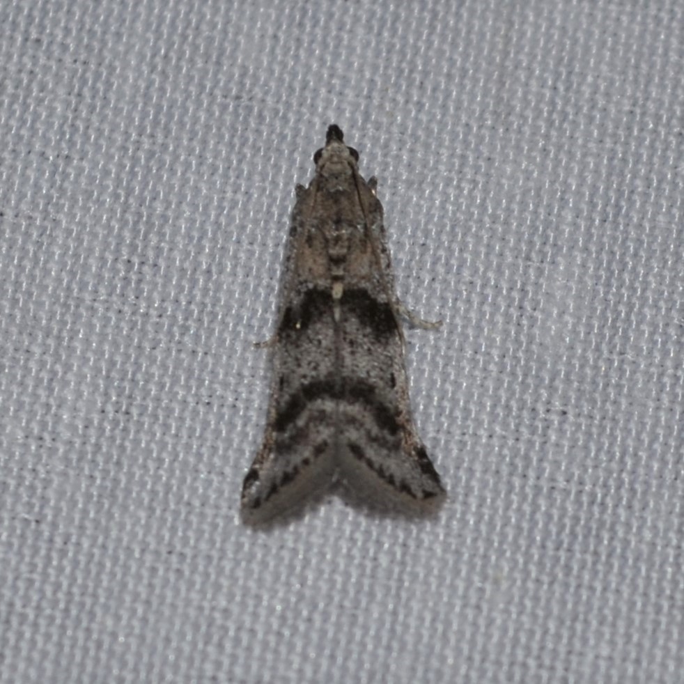 Laetilia fiskeella