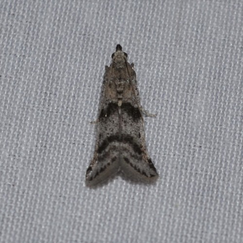 Laetilia fiskeella