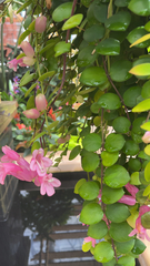 Aeschynanthus radicans