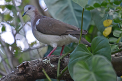 Leptotila jamaicensis