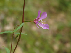 Clarkia modesta