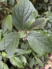 Witheringia macrantha