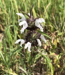Monarda clinopodioides