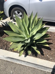 Agave