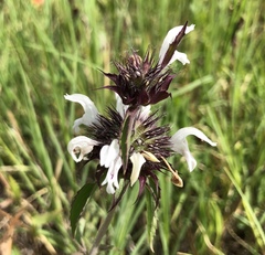Monarda clinopodioides