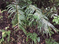 Ceratozamia