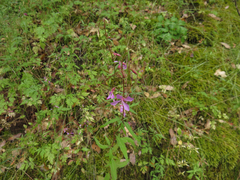 Clarkia modesta