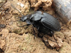 Licinus punctatulus granulatus