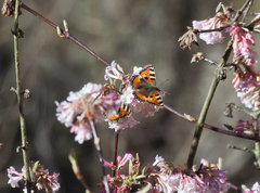 Aglais urticae