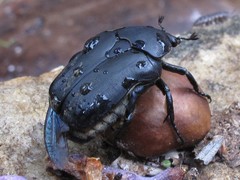 Protaetia opaca