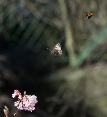 Aglais urticae