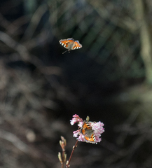 Aglais urticae