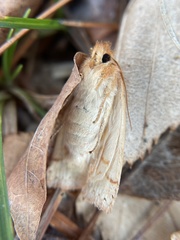 Pyreferra hesperidago