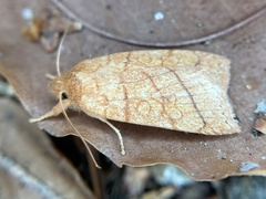 Pyreferra hesperidago