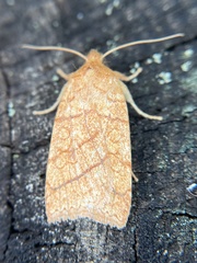 Pyreferra hesperidago