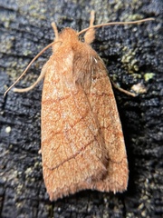 Pyreferra hesperidago