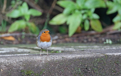 Erithacus rubecula superbus