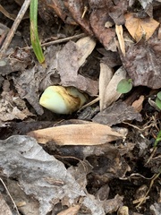 Podophyllum peltatum
